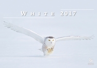 White (Белый)
