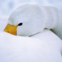 White (Белый)