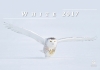 White (Белый)